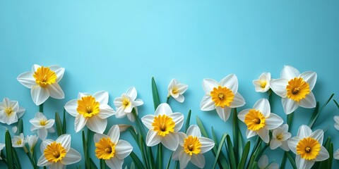 Fototapeta premium White and Yellow Daffodil Flowers on a Light Blue Background in a Flat Lay Arrangement