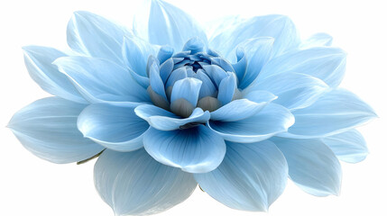 Obraz premium Light Blue Dahlia Flower Close Up Studio Shot