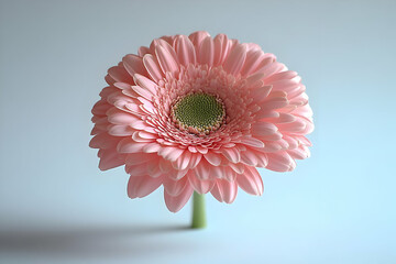 Pink Gerbera Daisy Bloom Close Up Photography