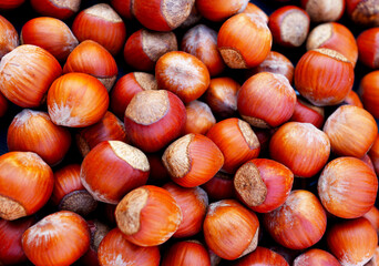 Hazelnut, close-up. Background of brown nuts closeup. Many hazelnuts close up. Nut background....
