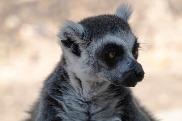 photographs of a lemur in nature, natural habitat