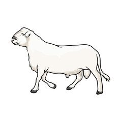 a mighty ram for illustration and logo with separate white background
