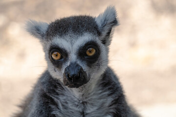 photographs of a lemur in nature, natural habitat