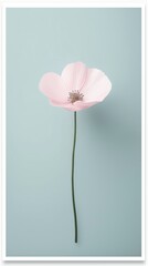 Fototapeta premium minimalist white frame on light blue background with flower