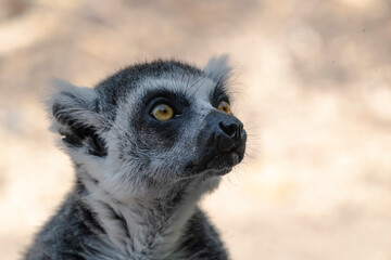 photographs of a lemur in nature, natural habitat