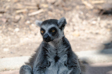 photographs of a lemur in nature, natural habitat