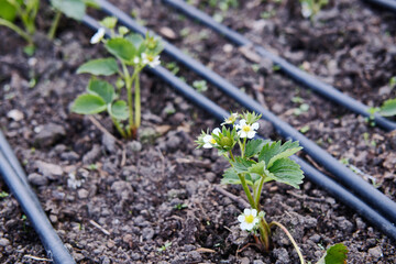 Close-up of a small strawberry plant in a bed. Black hoses for drip irrigation are visible nearby. principle of organic farming and organic cultivation. selective focus
