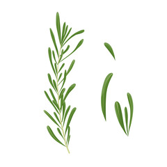 A fresh sprig of rosemary. Seasoning. A sprig of rosemary and its leaves. Flat illustration. Vector