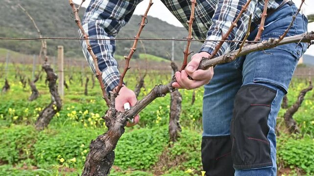 Close-up of the hands of the winemaker pruning the vineyard with professional steel scissors. Traditional agriculture. Winter pruning, Guyot method. Footage.