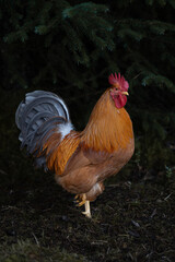 Rooster 