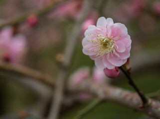 3月に咲いた可愛いピンク色の梅の花「藤牡丹枝垂（フジボタンシダレ）」