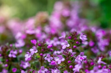 Delicate thyme blossoms in soft focus, highlighted by warm sun rays and a natural bokeh effect.