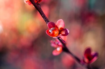 A glistening droplet rests on a vibrant pink flower, captured in selective focus with autumnal...