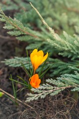 Close-up of an orange crocus flower with delicate petals, vibrant green leaves