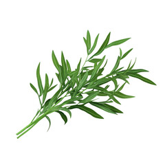 Fresh green tarragon herb sprig isolated on white background for culinary use.