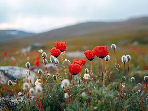Vibrant red poppies and delicate seed heads dot a wide green field with distant hills