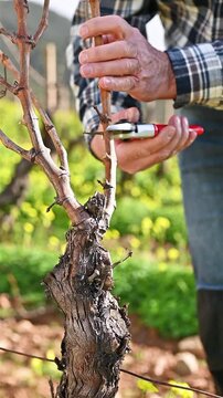 Close-up of the hands of the winemaker pruning the vineyard with professional steel scissors. Traditional agriculture. Winter pruning, Guyot method. Footage.