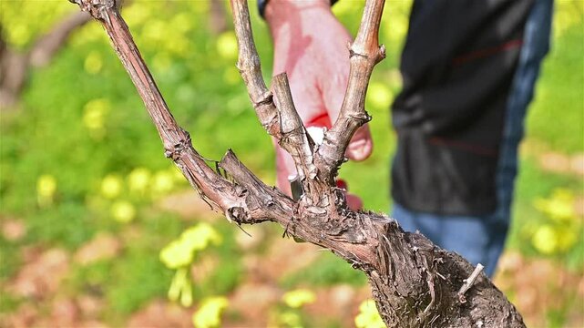 Close-up of the hands of the winemaker pruning the vineyard with professional steel scissors. Traditional agriculture. Winter pruning, Guyot method. Footage.
