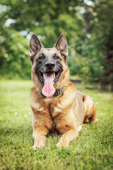 Happy Belgian Malinois Lying on Grass with Tongue Out, Summer Day, Greenery Background