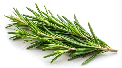 Fototapeta premium Fresh Rosemary Sprig