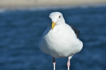 Close-up of a seagull