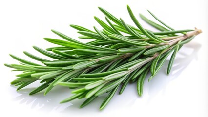 Fototapeta premium Fresh Rosemary Sprig