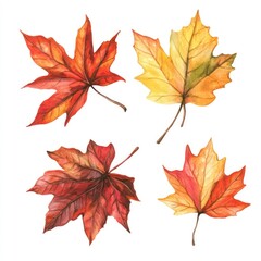 Autumn maple leaves, watercolor illustration, white background, fall design