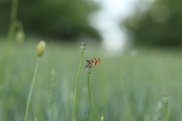 una farfalla melitaea al tramonto su un fiore