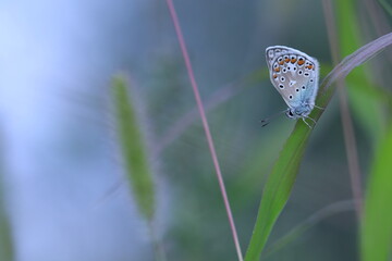 una farfalla licenide al tramonto