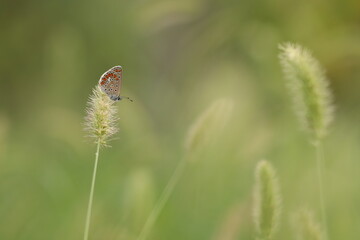 una farfalla licenide al tramonto