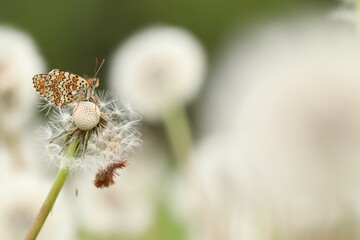 una farfalla melitaea al tramonto su un fiore