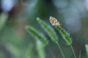 una farfalla melitaea al tramonto su un fiore