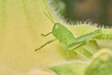 Close Up of Grasshopper on Sunflower Leaf