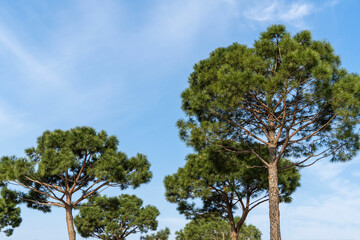 City park Krasnodar or Public landscape 'Galitsky park'.  Fountain Three streams turning into complex of fountains Pergola with pines. Krasnodar, Russia – April 04, 2024