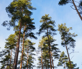 Tall Pine Trees Reaching for the Sky
