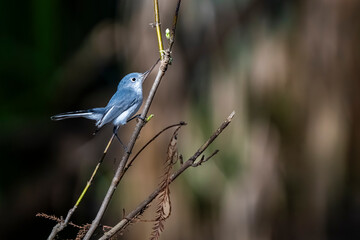 bird on a branch
