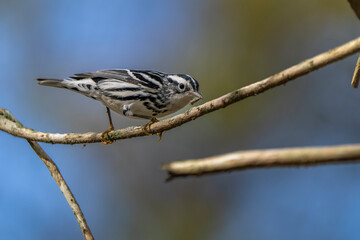 sparrow on a branch
