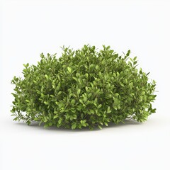Fototapeta premium Lush Green Bush with Vibrant Foliage on White Background