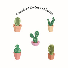 Set of succulents in the pot on white background