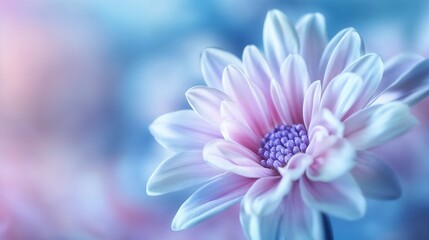 Obraz premium Delicate purple flower macro in soft focus. Ideal for nature and botanical art.