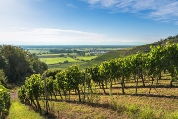 Fototapeta premium Vineyards with view of the Rhine Plain, Ihringen, Kaiserstuhl, Baden-Wuerttemberg, Germany