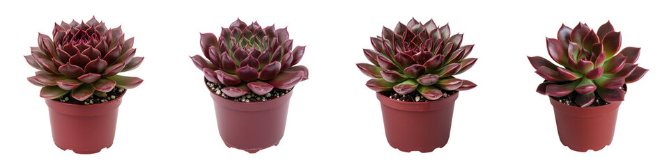 Fototapeta premium Collection of Vibrant Red Succulent Plants in Terracotta Pots with Rosette Patterns Ideal for Home Office and Spa Decor Arrangements