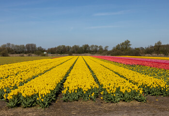 Fields of blooming tulips near Lisse in the Netherlands