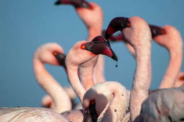 African wild birds. A flock of pink flamingos on the blue lagoon against the bright sky
