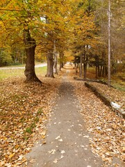 Fototapeta premium autumn in the park