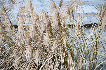 Fototapeta premium Graceful reeds gently swaying back and forth in the soft, flowing breeze.