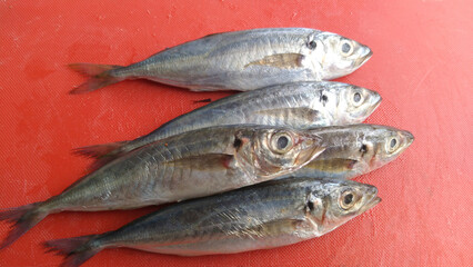 Some fresh mackerel fish, photo taken from close range