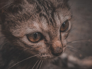 close up of a Cat face in color cinematic