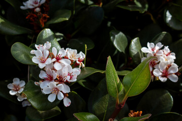 Rhaphiolepis plant blossoming in the spring in a park. Funchal, Madeira, Portugal.