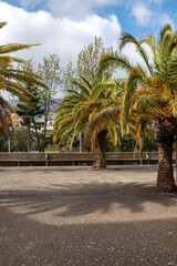 Fototapeta premium Park at St. Martin church, Funchal, Madeira
